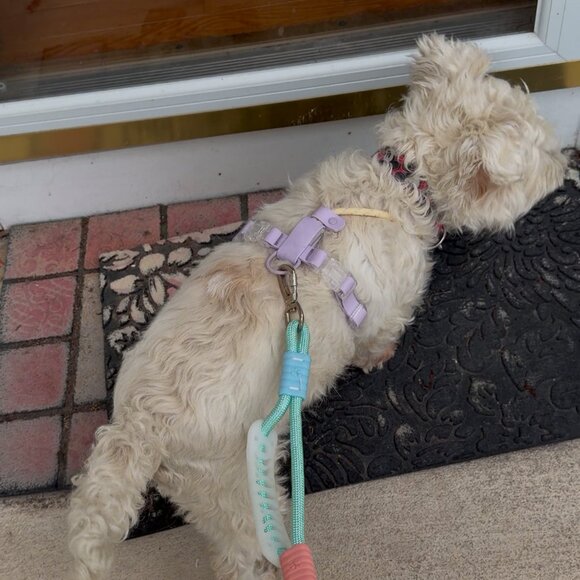 PVC Dog Harness Set | Waterproof No-Pull | Reflective Leash Included - Picture 2 of 9